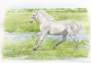 自然の息吹とともに。風を切って駆ける「白馬」